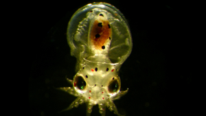 Larva de Pulpo